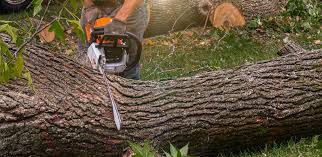 Reliable Laguna Hills, CA Tree Care Solutions